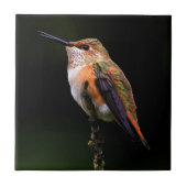 Adorable Rufous Hummingbird auf dem Zweig Fliese (Vorderseite)