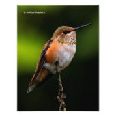 Adorable Rufous Hummingbird auf dem Zweig Fotodruck (Vorne)