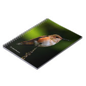 Adorable Rufous Hummingbird auf dem Zweig Notizblock (Linke Seite)