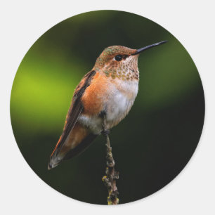 Adorable Rufous Hummingbird auf dem Zweig Runder Aufkleber