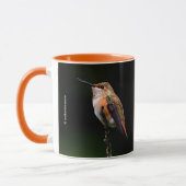 Adorable Rufous Hummingbird auf dem Zweig Tasse (Links)