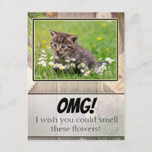 Adorable Rustic Super Suprised Kitten Postcard Postkarte