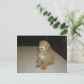 Adorable Schnoodle Welpe Postkarte (Stehend Vorderseite)