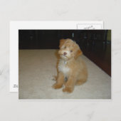 Adorable Schnoodle Welpe Postkarte (Vorne/Hinten)