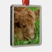 Adorable Scottish Highland Calf Ornament Aus Metall (Rechts)