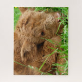 Adorable Scottish Highland Calf Puzzle (Vertikal)