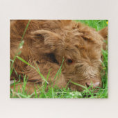 Adorable Scottish Highland Calf Puzzle (Horizontal)