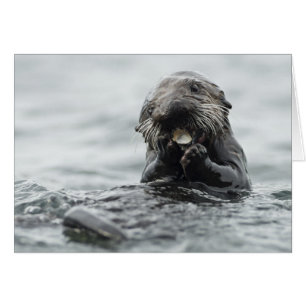 Adorable Sea Otter