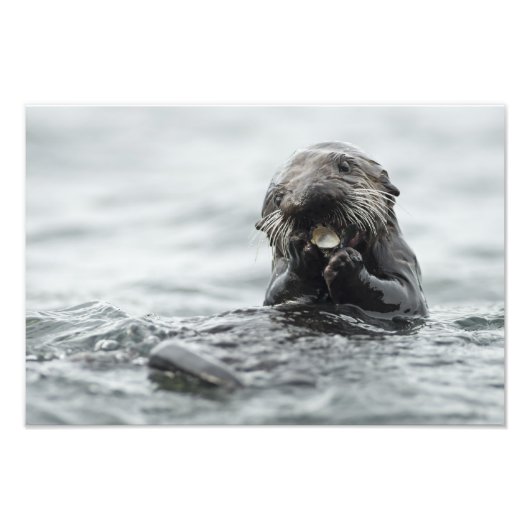 Adorable Sea Otter Fotodruck (Vorne)