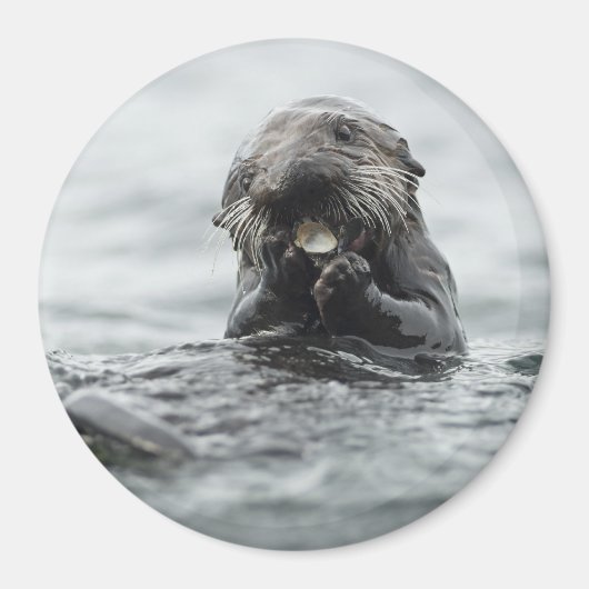 Adorable Sea Otter Magnet (Vorne)