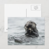Adorable Sea Otter Postkarte (Vorne/Hinten)