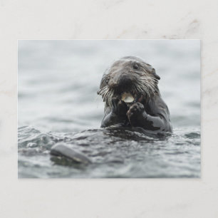 Adorable Sea Otter Postkarte