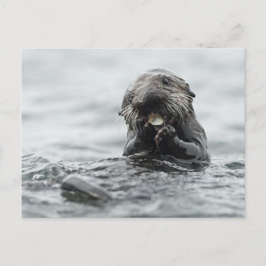 Adorable Sea Otter Postkarte (Vorderseite)