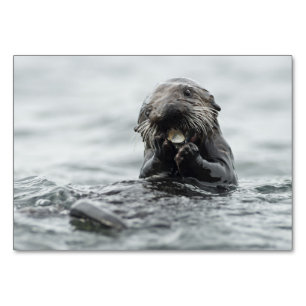 Adorable Sea Otter Tischnummer