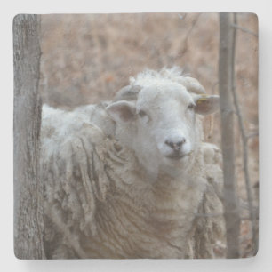 Adorable Sheep Steinuntersetzer