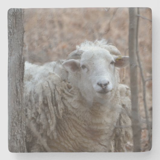 Adorable Sheep Steinuntersetzer (Vorderseite)