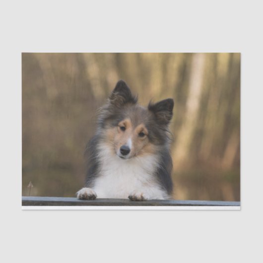 Adorable Sheltie, Shetland Sheepdog Welpe Seidenpapier (Vorderseite)
