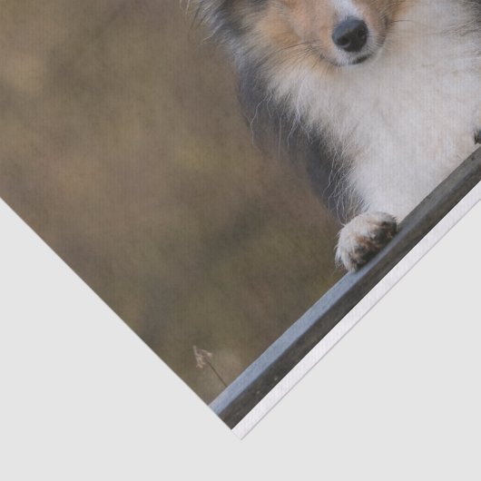 Adorable Sheltie, Shetland Sheepdog Welpe Seidenpapier (Ausschnitt)