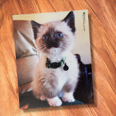 Adorable Siamese Kitten Blue Eye Nah-up Foto Puzzle