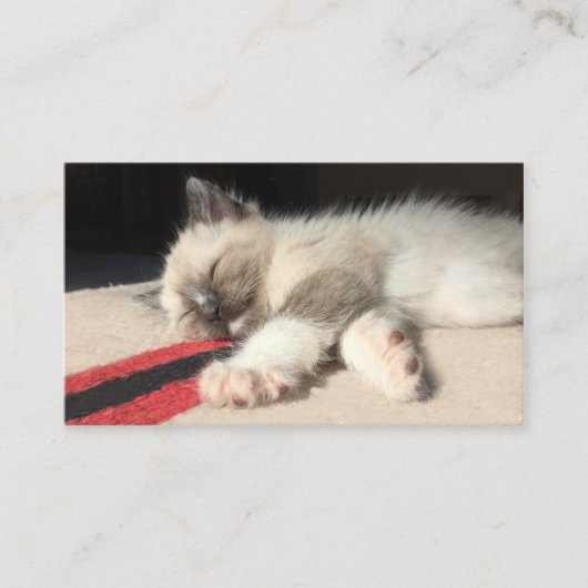 Adorable Siamese Kitten Fotografie Tierschutz Visitenkarte (Vorderseite)