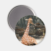 Adorable Sitting Giraffe Magnet (Vorderseite/Rückseite)