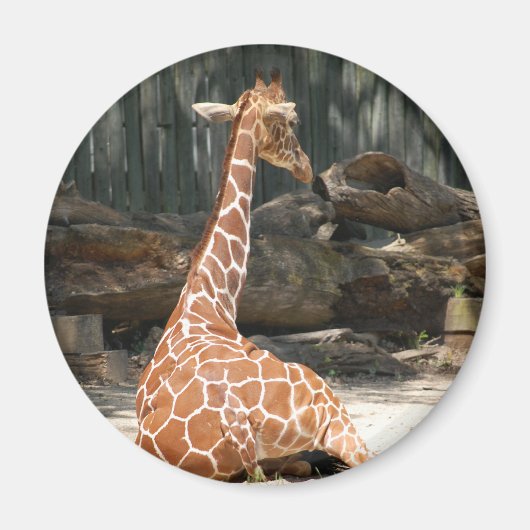 Adorable Sitting Giraffe Magnet (Vorne)