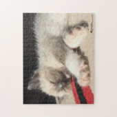 Adorable Sleeping Kitten Foto Puzzle (Vertikal)