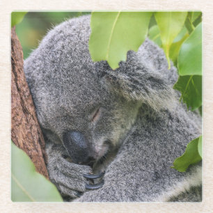 Adorable Sleeping Young Koala Bär Glasuntersetzer