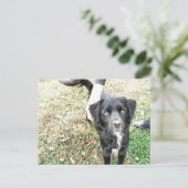 Adorable Smokey-Posen für die Kamera Postkarte (Stehend Vorderseite)