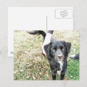 Adorable Smokey-Posen für die Kamera Postkarte (Vorne/Hinten)