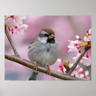 Adorable Sparrow Nah-Up in Kirschblossom Tree Poster