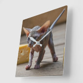 Adorable Sphynx Kitten und Käse Quadratische Wanduhr (Winkel)