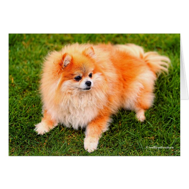 Adorable Spitz Dog (Vorderseite (Horizontal))