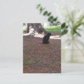 adorable stray black kitty postkarte (Stehend Vorderseite)