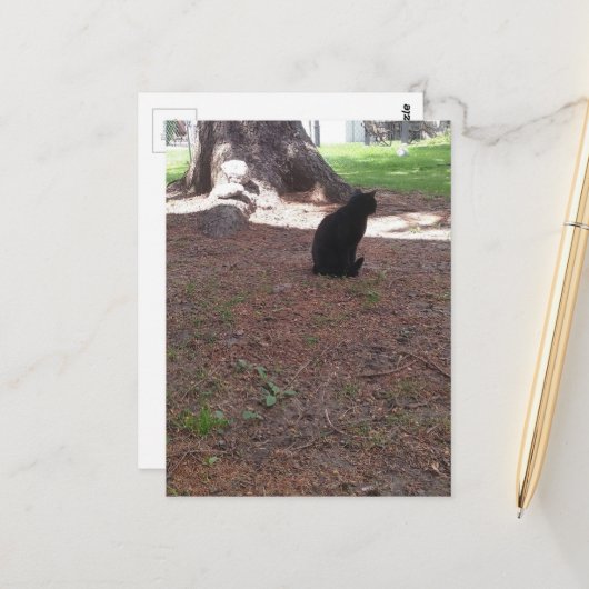 adorable stray black kitty postkarte (Vorderseite/Rückseite Beispiel)