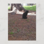 adorable stray black kitty postkarte (Vorderseite)