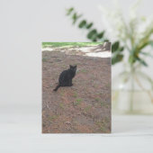 adorable stray black kitty postkarte (Stehend Vorderseite)