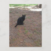 adorable stray black kitty postkarte (Vorderseite)