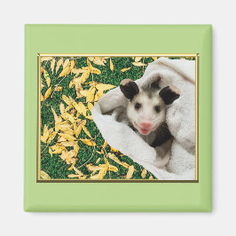 Adorable Sweet Baby Opossum Magnet