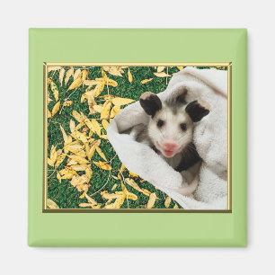 Adorable Sweet Baby Opossum Magnet