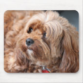 Adorable Sweet Cavoodle Puppy Mousepad (Vorne)