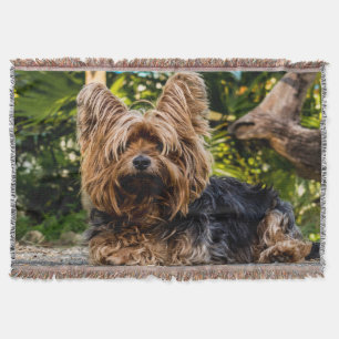 Adorable Sweet Yorkshire Terrier im Wald Decke