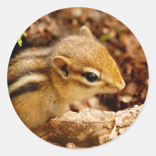 Adorable Teeny Baby Chipmunk-Aufkleber Runder Aufkleber