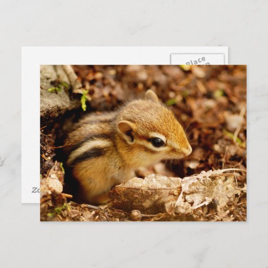 Adorable Teeny Baby Chipmunk Postcard Postkarte (Vorne/Hinten)