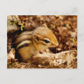 Adorable Teeny Baby Chipmunk Postcard Postkarte (Vorderseite)