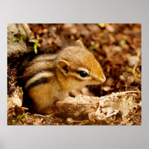 Adorable Teeny Baby Chipmunk Poster