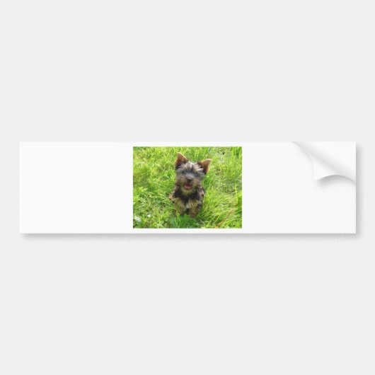 Adorable Terrier Dog Autoaufkleber (Vorne)