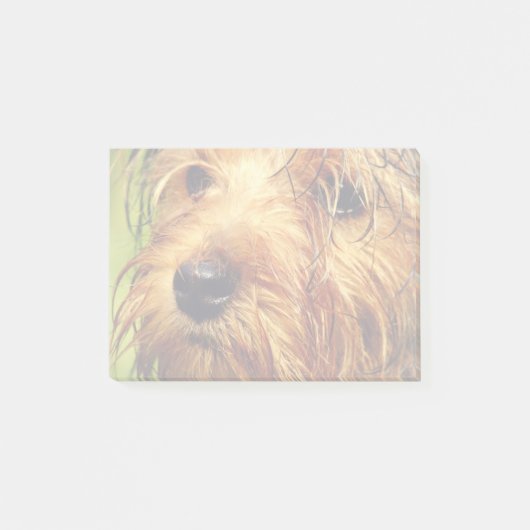 Adorable Terrier Dog mit nassem Gesicht Post-it Klebezettel (Vorderseite)