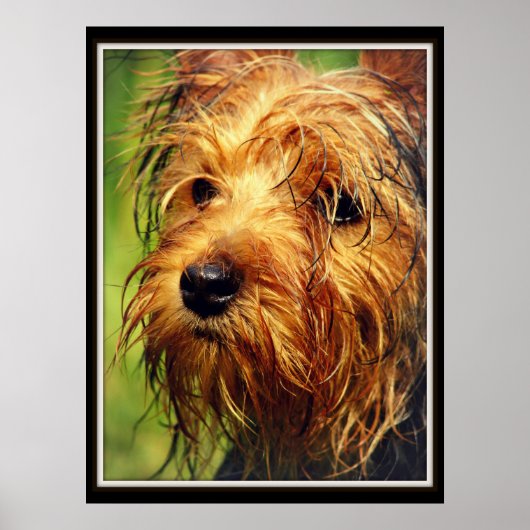 Adorable Terrier Dog mit nassem Gesicht Poster (Vorne)