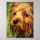 Adorable Terrier Dog mit nassem Gesicht Poster (Vorne)